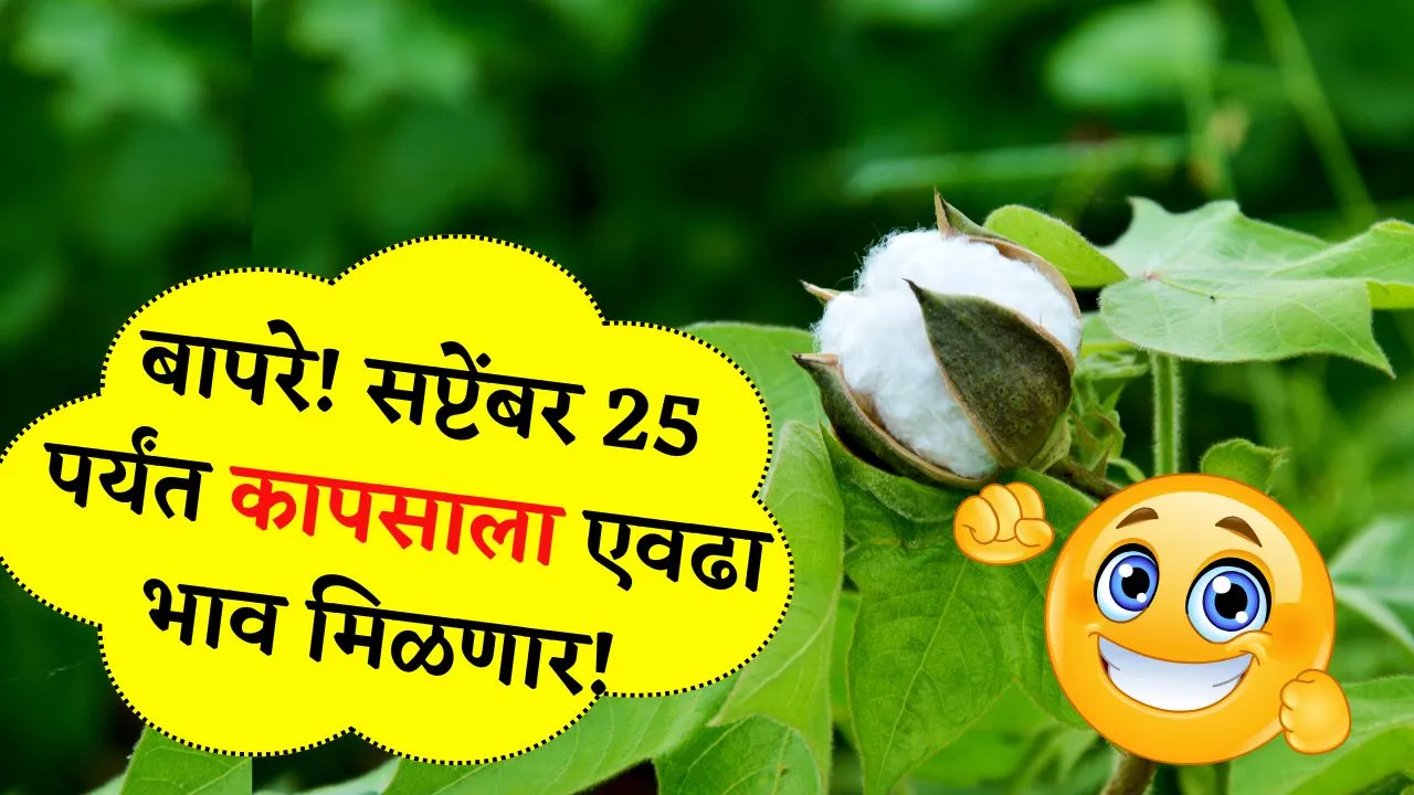 बापरे! पुढील काही महिन्यात कापसाला काय भाव मिळणार शेतकरी असाल तर पहा! Kapus Bhav Update